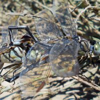 Хитросплетение) :: Константин Штарк