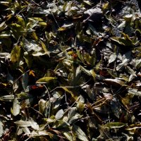 Листва под ногами :: Сергей Порфирьев