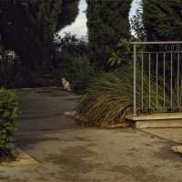 Из  жизне кошек Израиль :: ujgcvbif 