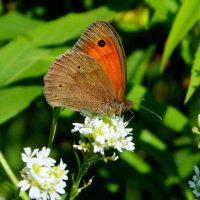 опять про бабочек...97 :: Александр Прокудин опять про бабочек...97 :: Александр Прокудин