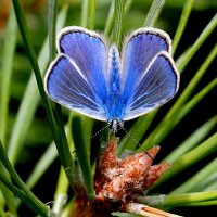 опять про бабочек...100 :: Александр Прокудин опять про бабочек...100 :: Александр Прокудин