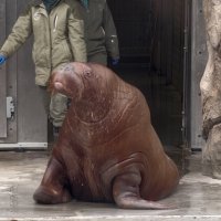 Морж :: <<< Наташа >>>