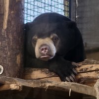 Малайский медведь :: <<< Наташа >>>