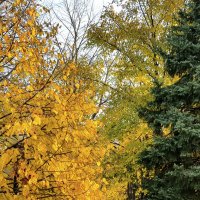 Желтое и зелёное :: Валерий Ткаченко