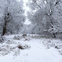 Городской парк после снегопада. :: Милешкин Владимир Алексеевич 