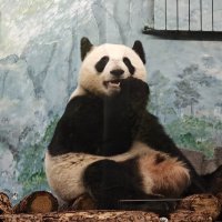 Панда Катюша :: <<< Наташа >>>