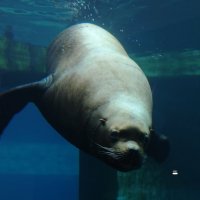 Сивуч :: <<< Наташа >>>