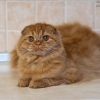 Красавчик Якуб (Куба) :: Светлана Ищенко