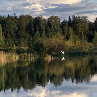 Цапля :: Ольга Савельева 