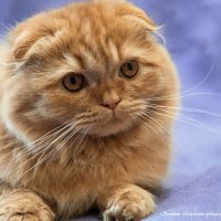 Куба :: Светлана Ищенко Куба :: Светлана Ищенко