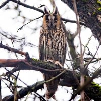 Ушастая сова. :: Владимир Безбородов Ушастая сова. :: Владимир Безбородов