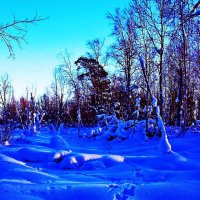 Утро января...Звериная тропа в тайге! :: Владимир 