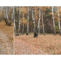 в парке осень :: Лера 