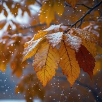 Первый снег :: Aleksey Afonin