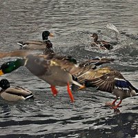 Полетели, полетели. Мы же утки, а не моржи... )) :: Владимир Хиль