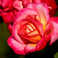 Доброе утро :: Юрий. Шмаков Доброе утро :: Юрий. Шмаков