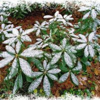 Первый снег. :: VasiLina *