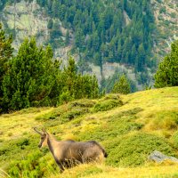 Пиренейская серна (isard) :: Георгий А Пиренейская серна (isard) :: Георгий А