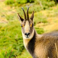 Внимательно смотрит на меня :: Георгий А