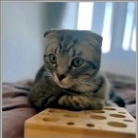 Шалун Боря :: Ольга Довженко