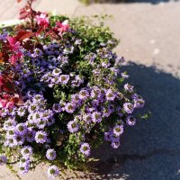 Цветы. :: Владимир Драгунский