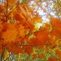 Совсем недавно была золотая осень :: Елена Семигина