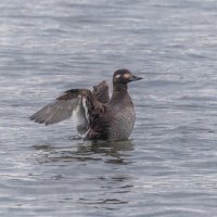 турпан. :: юрий макаров