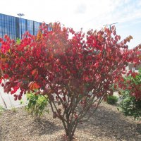 осеннее :: Елена Шаламова