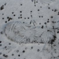 январские следы :: Елена Шаламова январские следы :: Елена Шаламова