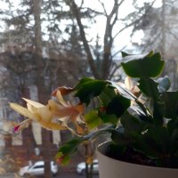 *** :: Валентина Береснева