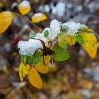 Снег на листьях шиповника :: Александр Синдерёв
