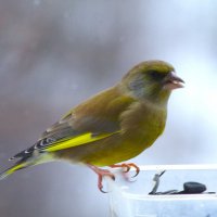 Пока зеленушка одна... :: Юрий Куликов