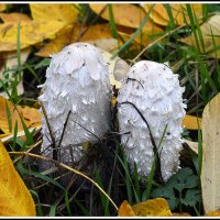 *** :: Aleksandr Gal