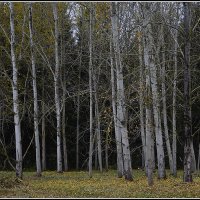 ...лес обнажился... :: Aleksandr Gal