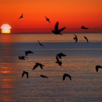 Утренние птички :: Виталий Авакян