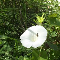 Вьюнок :: Freddy 97