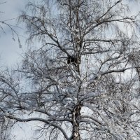 Берёзка :: Радмир Арсеньев