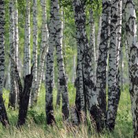 *** :: владимир 