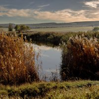 Камыши. :: Сергей Воротников