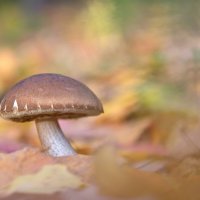 Осенний  калейдоскоп :: Арсений 