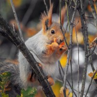 *** :: Игорь Протасов