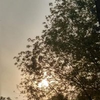 Сквозь ветви :: Натали 