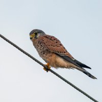 Крымская пустельга :: Виталий Емельянов