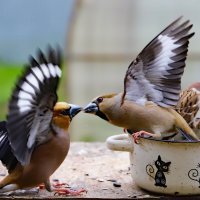 Дубонос :: краснов юрий Дубонос :: краснов юрий