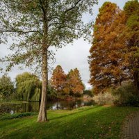 Там болотные кипарисы... :: Николай Гирш