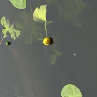 Водная гладь :: Марина Панькина