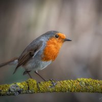 Красотуля :: Александр К. Красотуля :: Александр К.