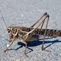 Кузнечик в раздумье... :: Константин Штарк