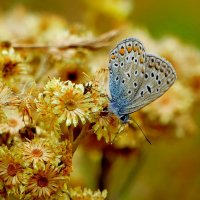 опять про бабочек...103 :: Александр Прокудин опять про бабочек...103 :: Александр Прокудин