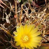 Конец ноября сегодня снял кактус на открытом воздухе цветёт :: Александр Деревяшкин